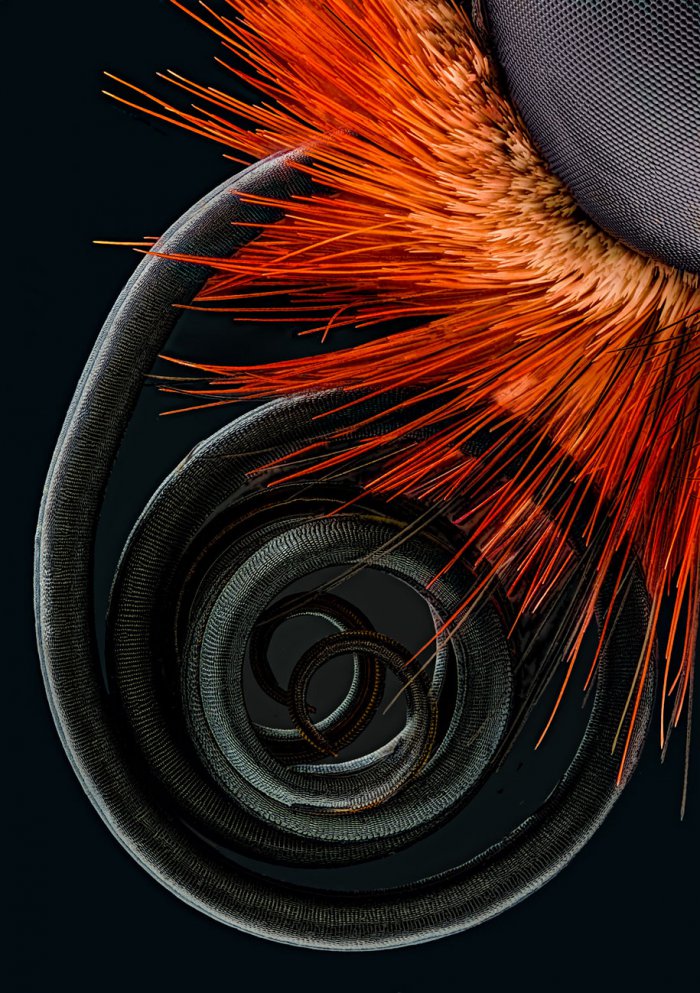 Снимки фотоконкурса «Nikon Small World 2016» (18 фото) Интересные микро снимки живой природы (18 фото)
