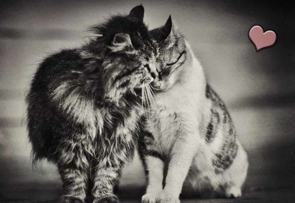 Влюбленные котейки Влюбленные котейки