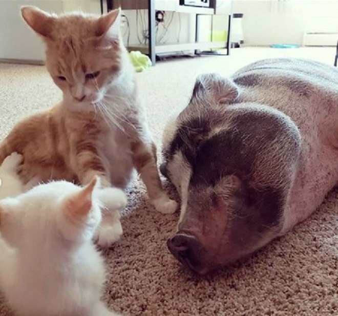 Котята играют Свинка и коты
