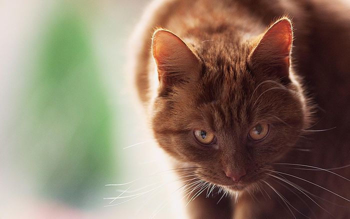 Животные, которые выглядят, ну очень серьезно. Впрочем, решать вам.. прикольные животные, животные, серьезные