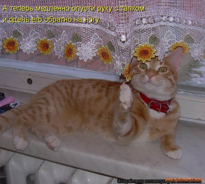 Котоматрицы великолепные, каждая с кусочком позитива и хорошего настроения!!! Котоматрицы великолепные, каждая с кусочком позитива и хорошего настроения!!!