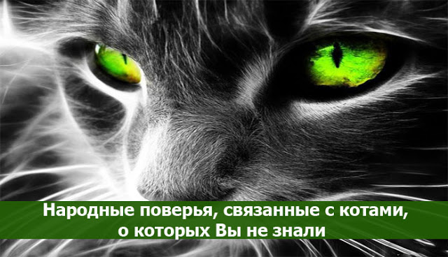 Все связанное с котами Все связанное с котами