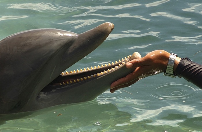 Общение с инопланетной жизнью. Общение с инопланетной жизнью.