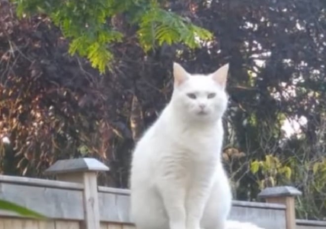 Кошка на улице Кошка на крыше