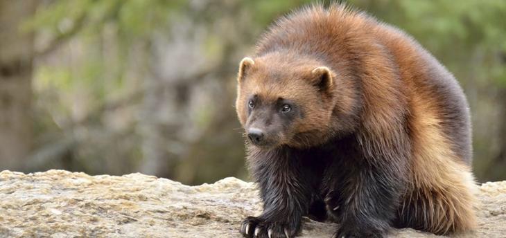 3. Росомаха 3. Росомаха животные, природа, факты