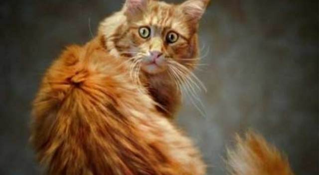 — А кота куда девать будешь? На улицу выбросишь? — А кота куда девать будешь? На улицу выбросишь?
