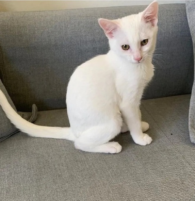Кошка сидит