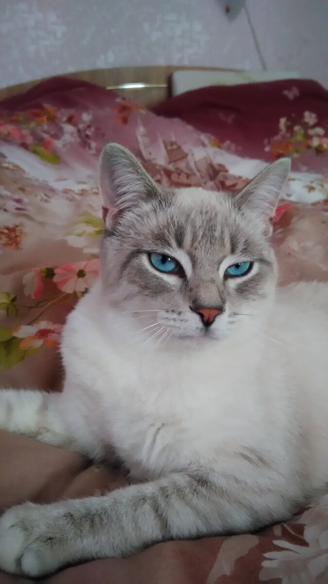 Сегодня делала уборку. Во время уборок мои коты сходят с ума