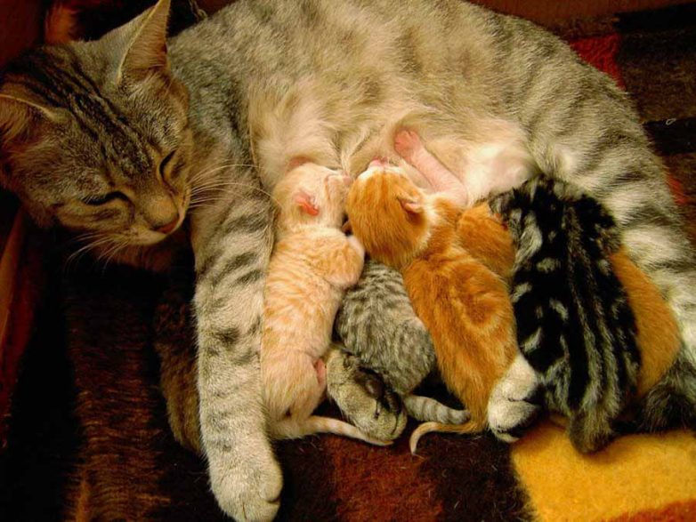 Кошки-мамочки Кошки-мамочки