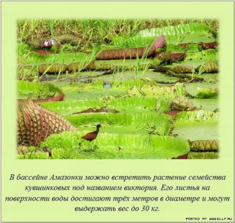 Интересные факты в картинках обо всём (39 фото) Интересные факты в картинках обо всём (39 фото)