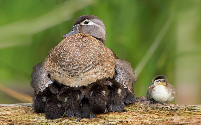 Duck Family