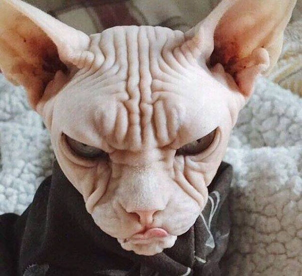 18 злобных животных, которые так смешны в своём гневе злые животные, животные в гневе, сердитые животные