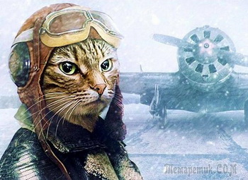 Кот-зенитчик. Позитив Кот-зенитчик. Позитив