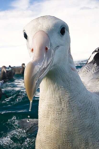 Странствующие альбатросы (лат. Diomedea exulans)(англ. Wandering Albatross)