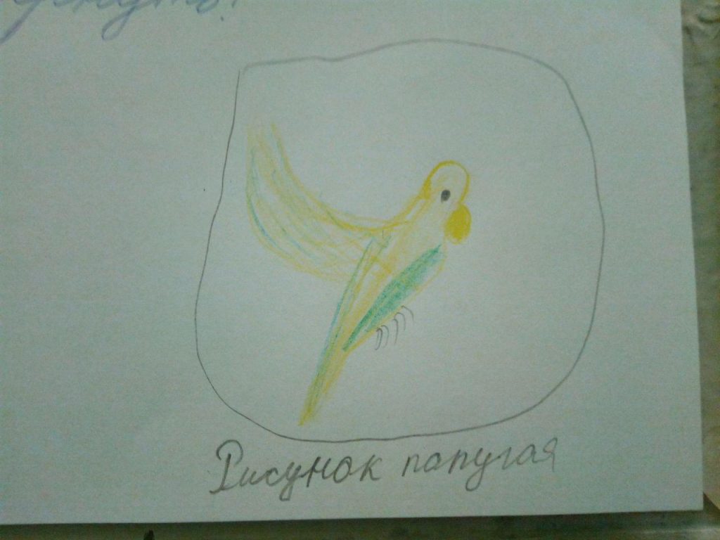 Волнистый попугайчик из дома на Таможенном «объявлен в розыск»