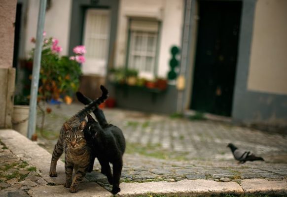 Влюбленные котейки Влюбленные котейки
