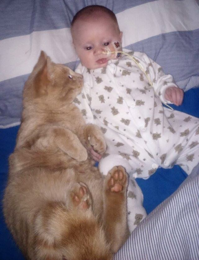 Без кота и жизнь не та