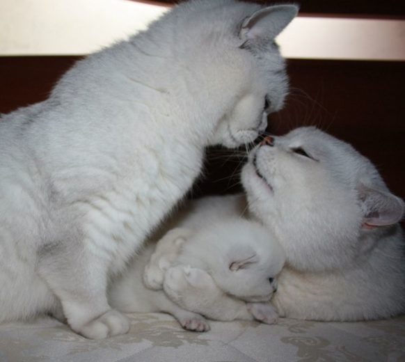 Влюбленные котейки Влюбленные котейки