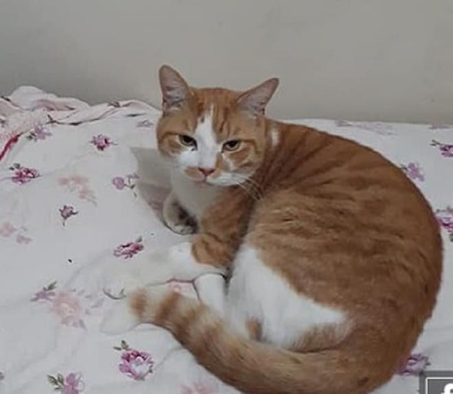 Недовольный кот Кот в доме
