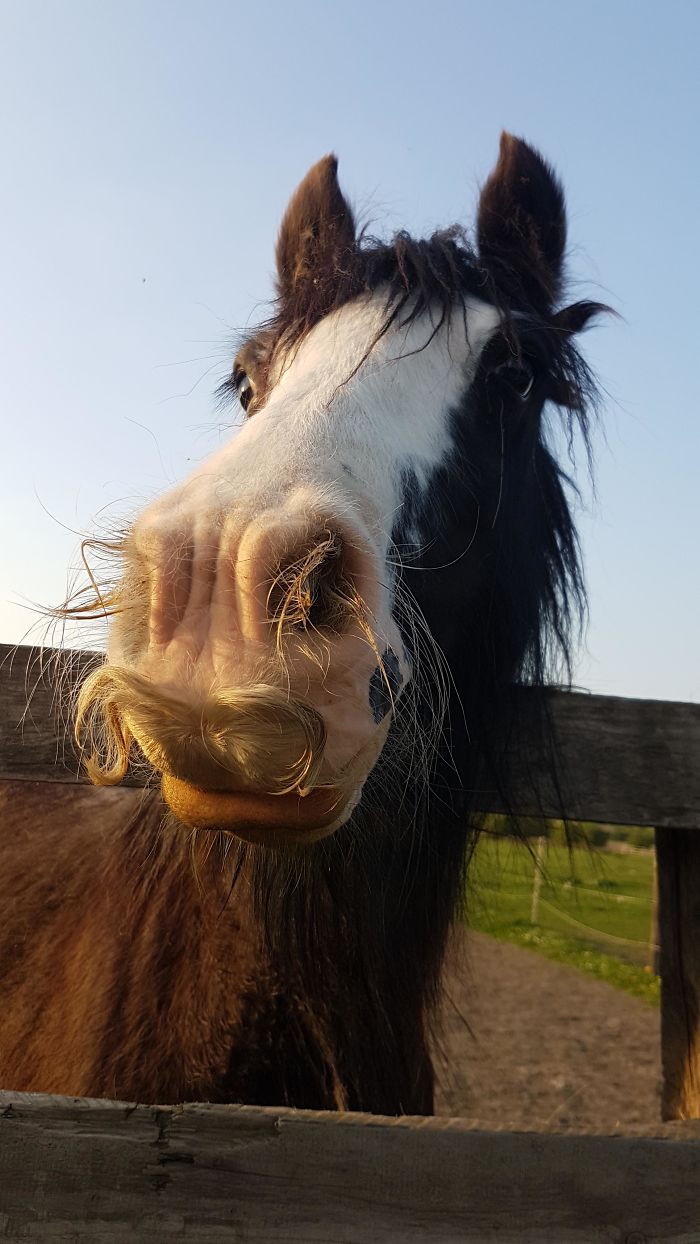 First Time In My Life I Have Seen A Horse With A Mustache