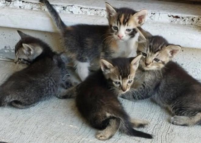 Котята у крыльца Котята стоят