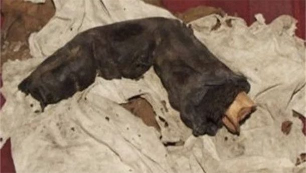 Гигантский палец
Грегор Спарри, ирландский археолог, во время своей работы в Египте не брезговал сотрудничеством с черными копателями — грабителями гробниц. В 1985 году один из его постоянных поставщиков среди прочего принес огромный обрубок мумифицированного пальца, пообещав в следующий раз доставить и голову мумии-гиганта. Расхититель пирамид пропал уже на следующий день, а сам Спарри поспешил покинуть Египет.