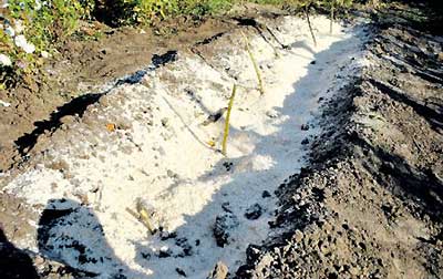 посадка малины осенью