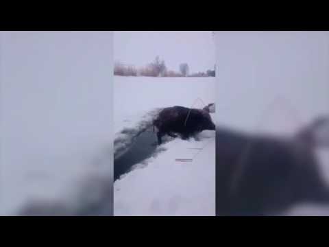 Спасение диких поросят Спасение диких поросят