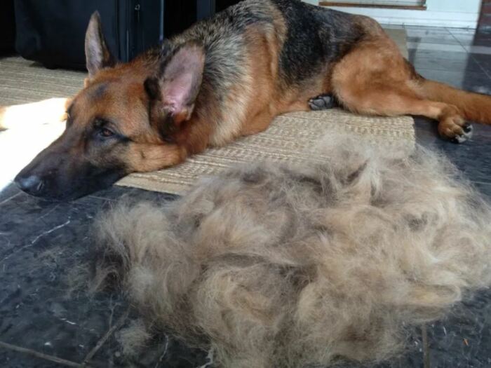 Линяет много. |Фото: 1001doggy.com. Линяет много. |Фото: 1001doggy.com.