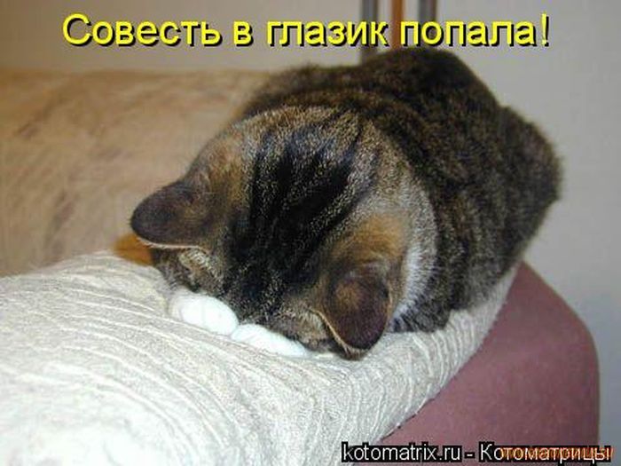 Котоматрицы великолепные, каждая с кусочком позитива и хорошего настроения!!! Котоматрицы великолепные, каждая с кусочком позитива и хорошего настроения!!!