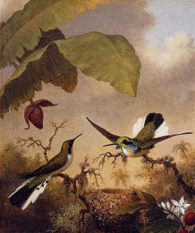 Цветы на картинах Martin Johnson Heade