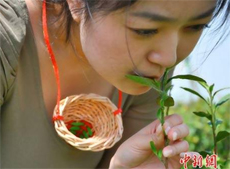 плантация Цзюхуа