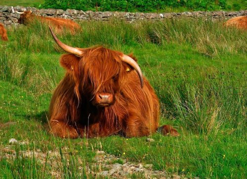 Животные-милахи (25 фото)