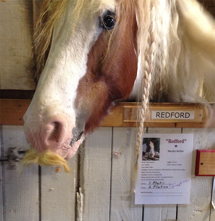 This Horse Naturally Grows Facial Hair And Its Owner Styles It Into Fancy Moustaches