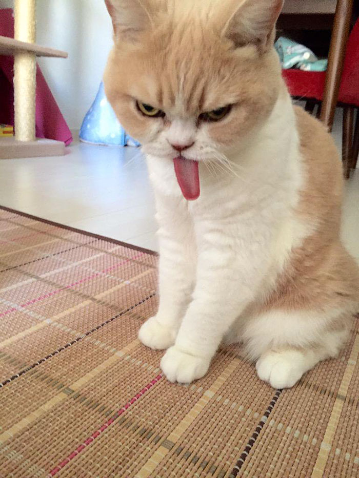 Без кота и жизнь не та