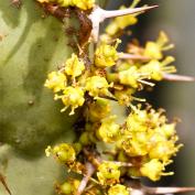 Молочай голубоватый (Euphorbia coerulescens) Молочай голубоватый (Euphorbia coerulescens)