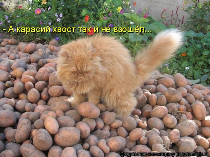 Самые весёлые котоматрицы)) Самые весёлые котоматрицы))