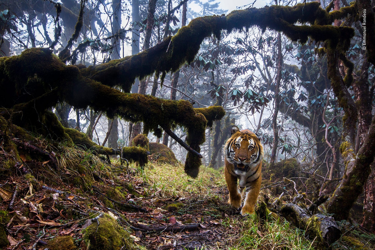 Потрясающие работы конкурса Wildlife Photographer 2019 и 2018