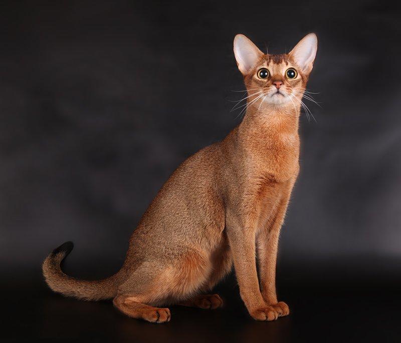 http://catvtomske.ru/assets/templates/site/img/breeds/abyssinian1.jpg
