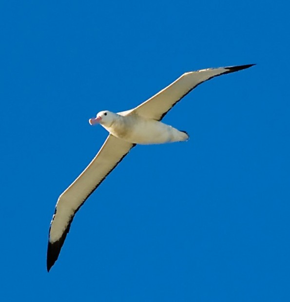 Странствующие альбатросы (лат. Diomedea exulans)(англ. Wandering Albatross)