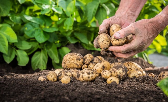 : Самые урожайные сорта картофеля и простые секреты его выращивания