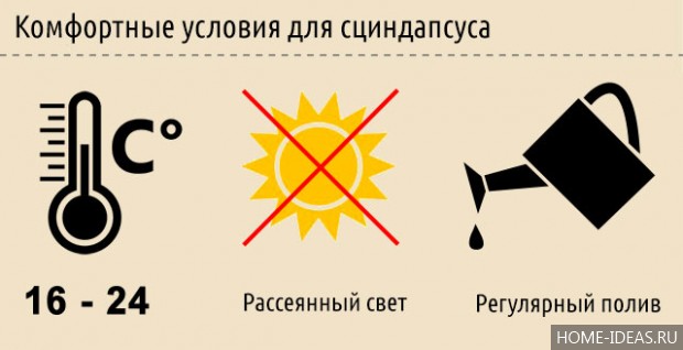 Сциндапсус: уход в домашних условиях, фото сортов сциндапсуса и описание Сциндапсус: уход в домашних условиях, фото сортов сциндапсуса и описание