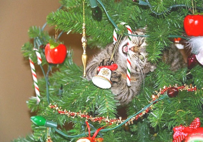 Коты и елка Коты и елка