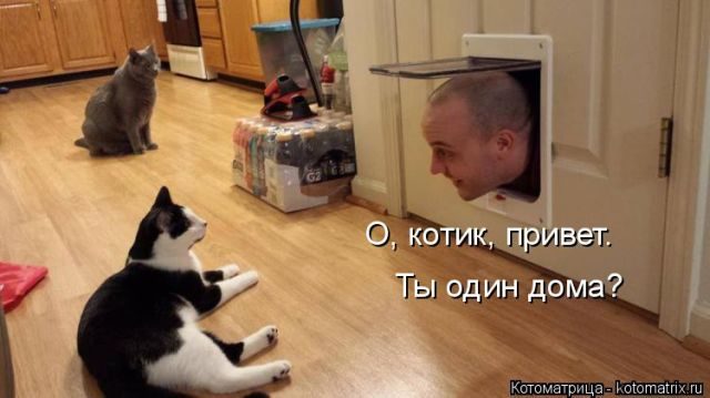 Самые смешные котоматрицы за прошедшую неделю