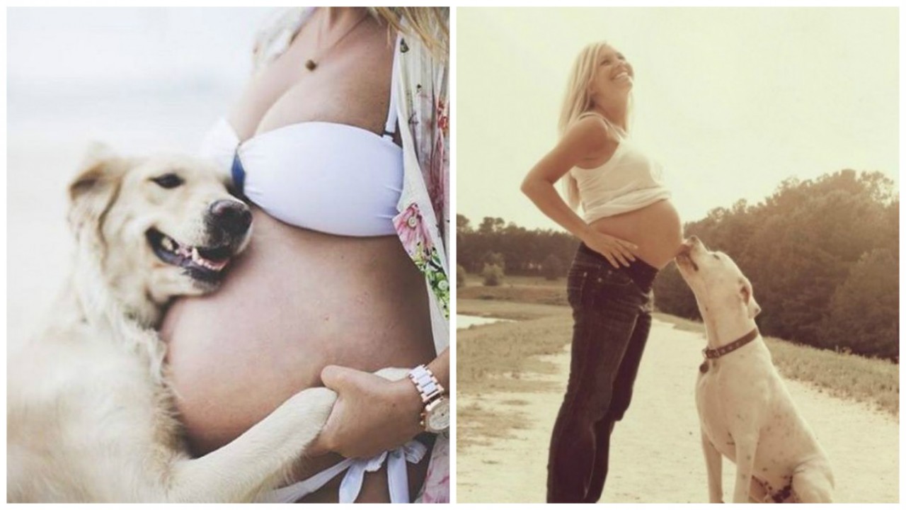 15 собак, которые очень ждут пополнения вместе с родителями 15 собак, которые очень ждут пополнения вместе с родителями