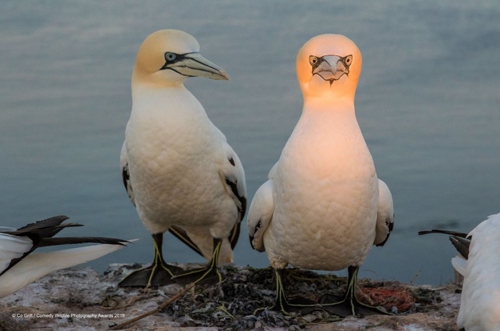 Финалисты конкурса Comedy Wildlife Photography Awards: самые забавные фотки из мира дикой природы за 2019 год Фотография, Дикая природа, Животные, Птицы, Длиннопост