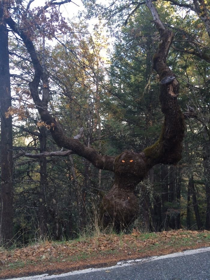 5. A quien prisobachil a los ojos de este árbol: ¡bien, bastardo!  árbol, árboles, ilusión óptica, pareidolia, parece que no es lo mismo, parece que es como una cara