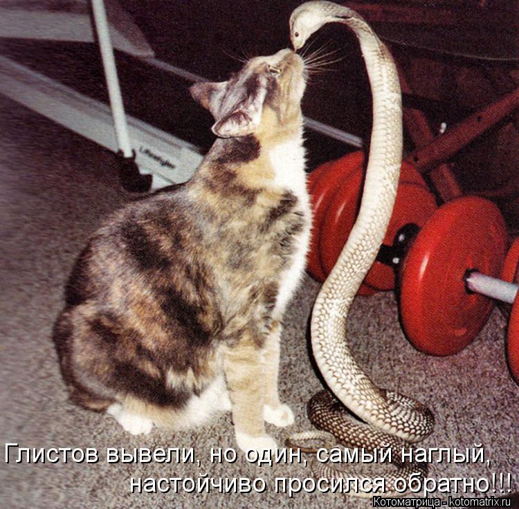 Пятничная котоматрица! Пятничная котоматрица!