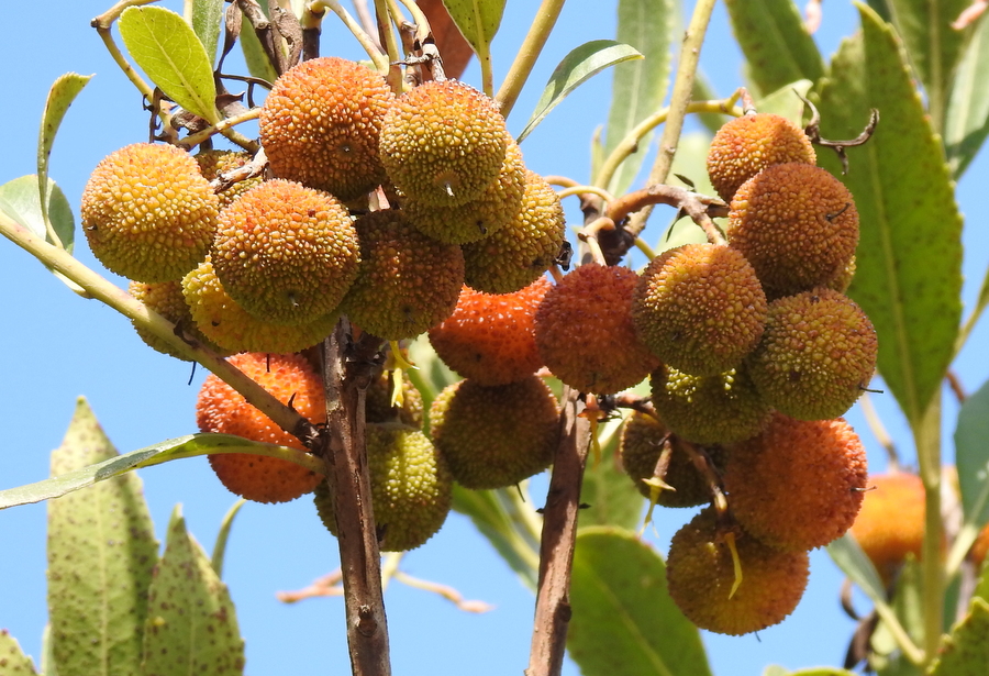 1-Arbutus unedo DSCN2164