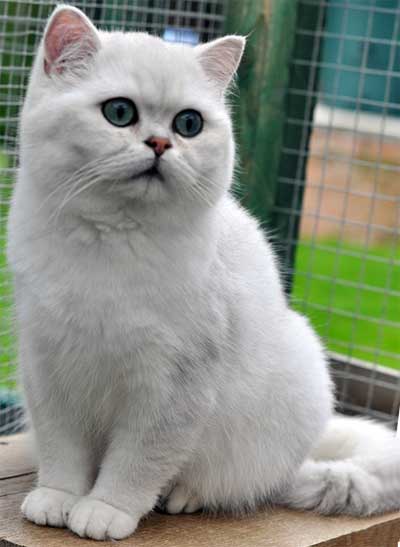 http://koshsps.ru/image/silver-british.jpg